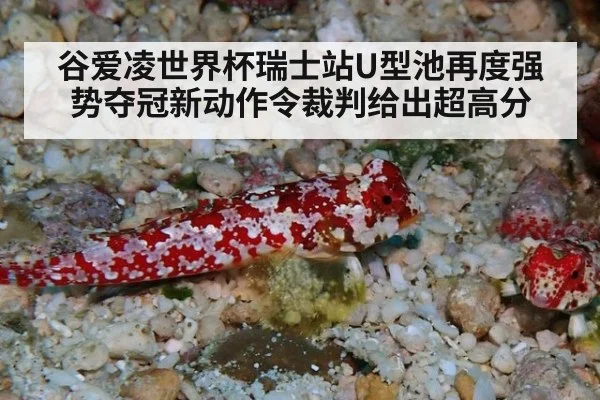 谷爱凌世界杯瑞士站U型池再度强势夺冠新动作令裁判给出超高分